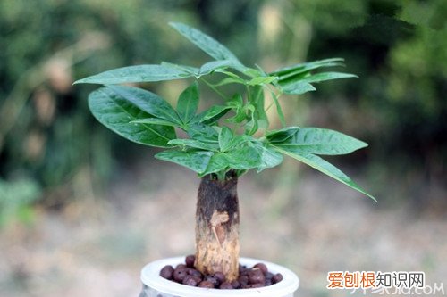 推荐4种小盆栽花卉图片及名称大全，室内小盆栽植物图片及名称大全