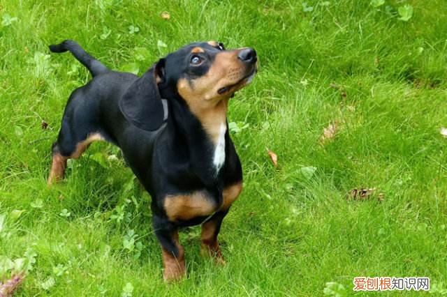 迷你腊肠价格 迷你腊肠犬多少钱一只