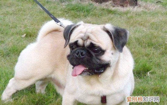 为什么养巴哥犬的人少 养巴哥犬的人少的原因