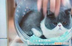 囧妈里的猫是什么品种 胖乎乎的小可爱谁不爱呢