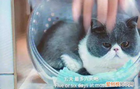囧妈里的猫是什么品种 胖乎乎的小可爱谁不爱呢
