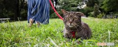折耳猫能活多久 折耳猫寿命和是否纯合子有关吗