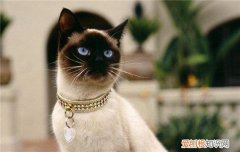过年把猫带回家好还是留在家里 别急，听我跟你分析利弊