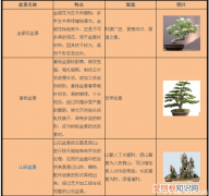 室内花卉盆景的养殖方法及注意事项，盆景养殖技术及方法