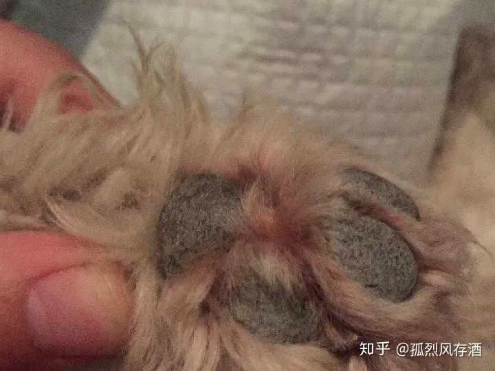 犬瘟热的诊断与防治毕业论文，爱宠小科普——犬瘟热的鉴别与预防