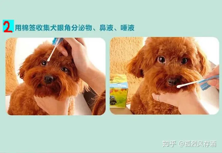 犬瘟热的诊断与防治毕业论文，爱宠小科普——犬瘟热的鉴别与预防