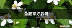 鱼腥草好养吗,怎么养长的好 鱼腥草好养吗，怎么养长的好