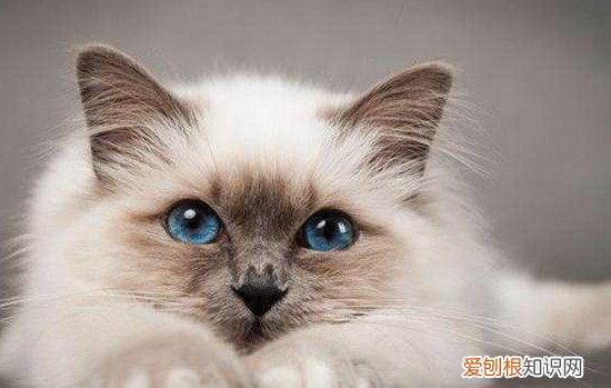 适合家养的猫咪品种 这些品种的猫咪你可以多看看！