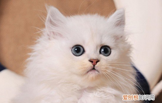 最适合老年人养的猫 这几种猫咪很适合陪伴！