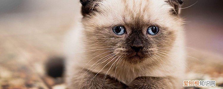 折耳猫平均寿命有多长 多大会发病？