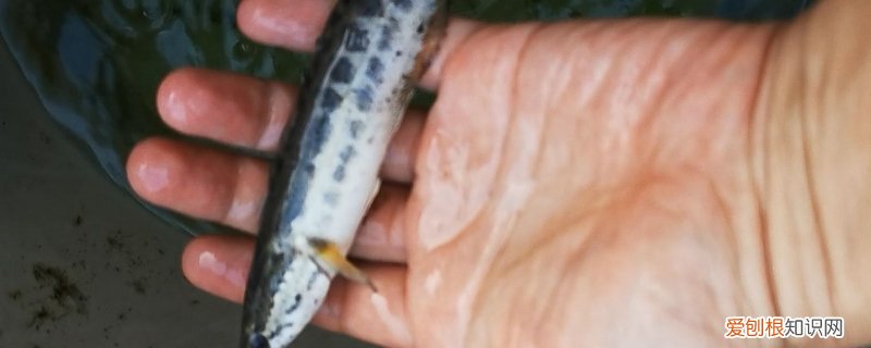 黑鱼跳缸是什么原因 黑鱼跳缸后不动了怎么救