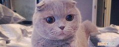 折耳猫寿命有多长 多大发病？