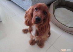 短毛可卡犬多少钱一只 我喂了可卡狗4年值多少钱