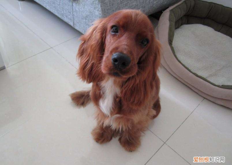 短毛可卡犬多少钱一只 我喂了可卡狗4年值多少钱