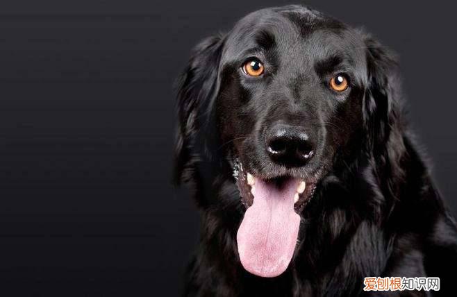 黑色可卡犬价格 黑色可卡犬价格多少钱