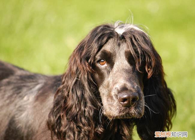 黑色可卡犬多少钱一只 黑色可卡犬多少钱