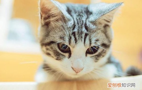 波斯猫的特点 猫中王子,你不爱它吗