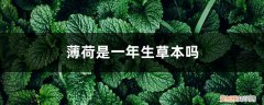 薄荷是一年生草本吗,薄荷可以养几年吗 薄荷是一年生草本吗，薄荷可以养几年
