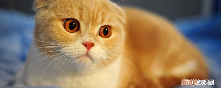 折耳猫怎么培育出来的 知道后你就会发现人类有多残忍!