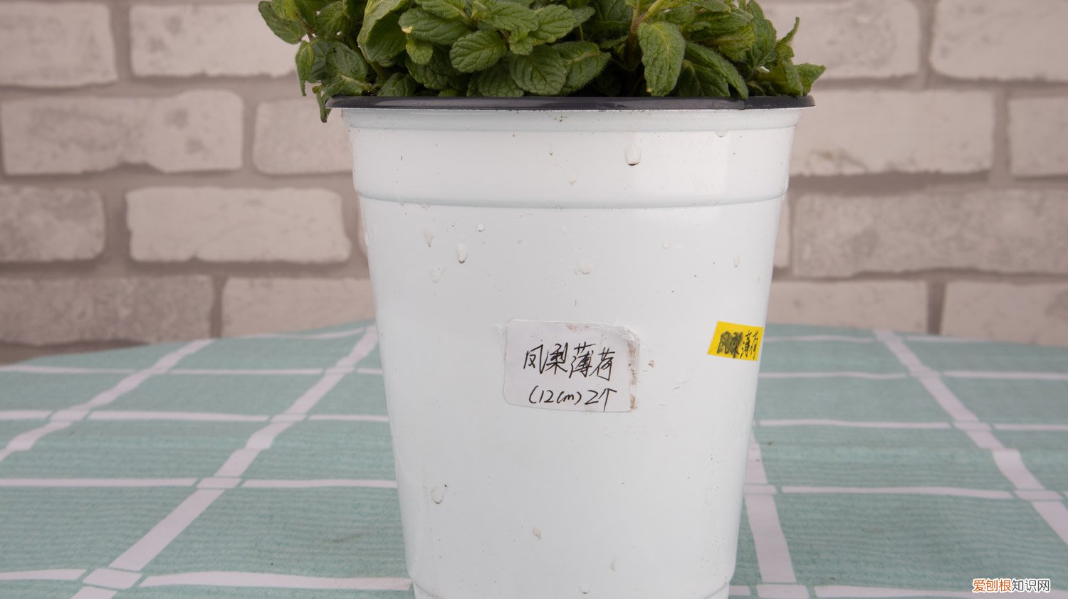 薄荷的形态特征简单描述 薄荷什么样子，薄荷的外形特征和作用