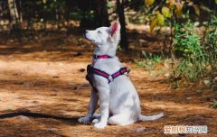 才买的小狗拉稀怎么办 刚买的狗狗拉稀怎么办