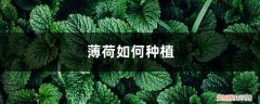 薄荷怎么种植方法和注意事项 薄荷如何种植，薄荷发芽后如何护理