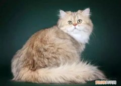 猫毛沾屎怎么办 防止长毛猫沾屎的方法