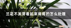 兰花新芽不长怎么办 兰花不发芽看起来焉焉的怎么处理