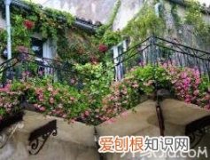 室内养什么花最好？如何挑选？，室内养什么花比较好