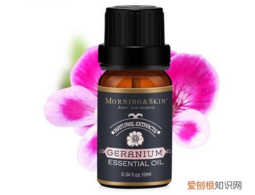 天竺葵精油的作用天竺葵精油的使用方法