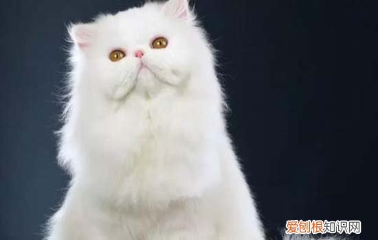 长毛猫半年洗一次澡可以吗 长毛猫半年洗一次澡