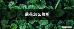 薄荷怎么修剪好看 薄荷怎么修剪，修剪下来的薄荷怎么用