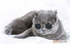 公猫发情了什么表现 公猫发情有什么表现
