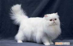 猫一出生就有毛吗 长毛猫一岁半毛才会定型