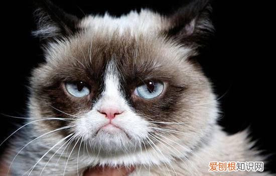 猫讨厌一个人的原因 猫会讨厌一个人