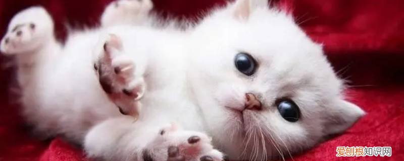 小猫咪可以闻到老鼠味道吗