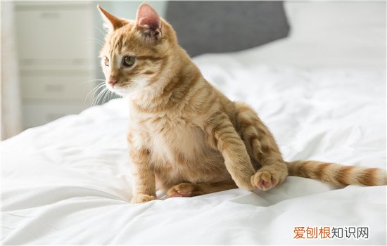波斯猫加菲猫区别 这些区别你知道吗