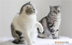 家里不能养双猫的原因是 家里不能养双猫的原因