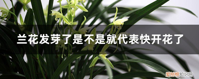 兰花什么时候发花芽 兰花发芽了是不是就代表快开花了