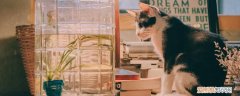 尾巴像鸡毛掸子的猫叫什么 你知道这只名猫吗？