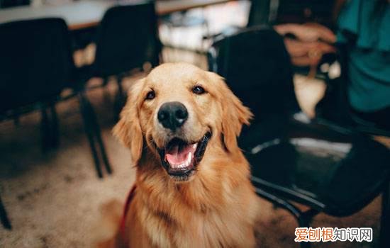 一只纯种金毛多少钱 纯种金毛多少钱一只