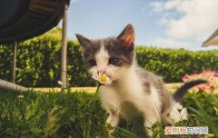 小奶猫喜欢主人的表现 小奶猫开始认主人