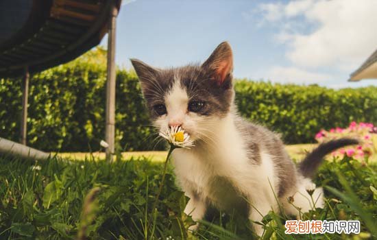 小奶猫喜欢主人的表现 小奶猫开始认主人