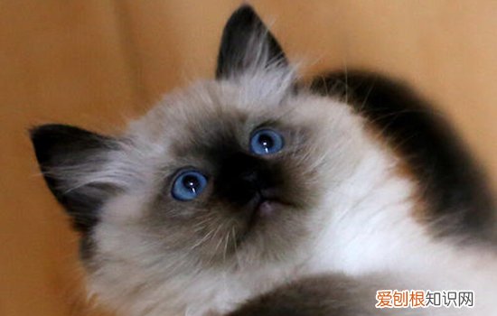 重点色布偶和手套色布偶区别 重点色布偶很垃圾吗,手套色布偶很垃圾吗,重点色布偶