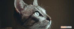 30个猫咪冷知识 不得不说猫真是一个神秘物种