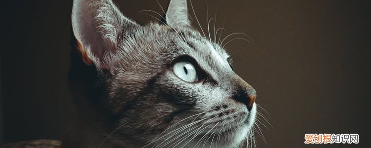 30个猫咪冷知识 不得不说猫真是一个神秘物种