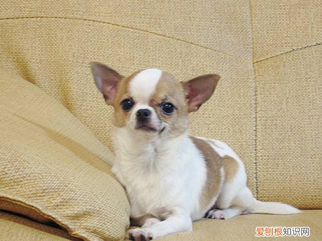 吉娃娃狗价格 吉娃娃狗价格多少钱一只