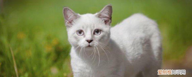 猫猫几个月成年 一年半的时间才成年呢！