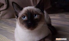 暹罗猫掉毛少吗 暹罗猫掉毛