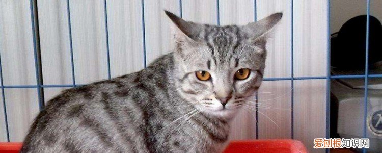 猫把主人当什么 是妈妈还是兄弟?